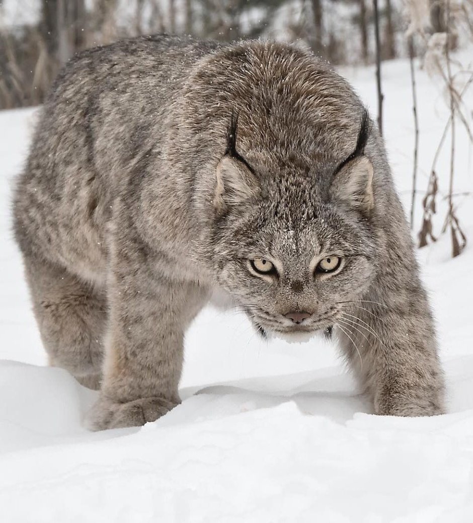 Кот сверхчеловека
