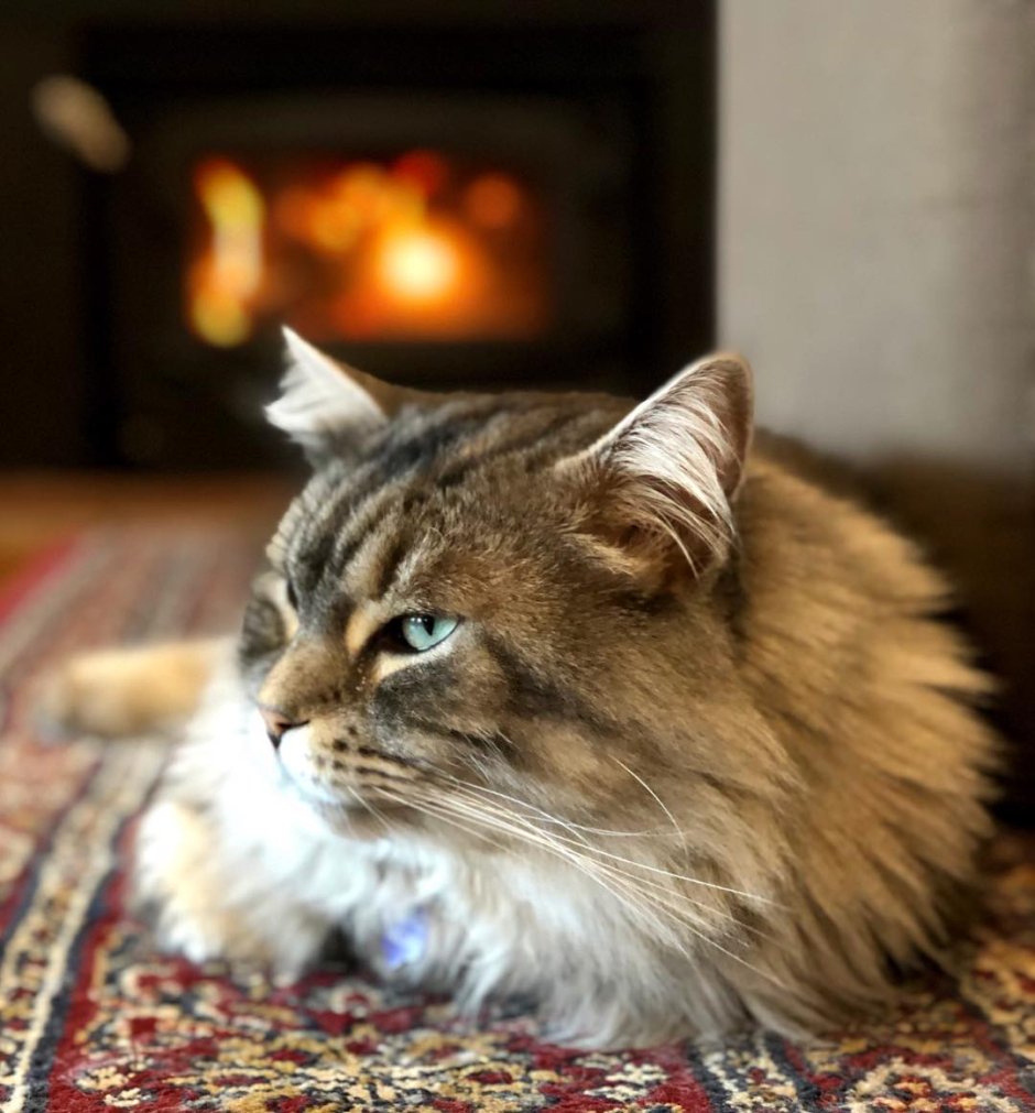 Карельский кот порода
