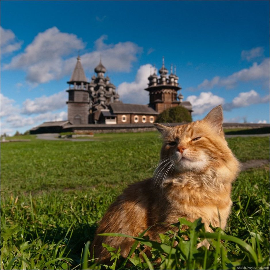 Кот Кеша Кижи