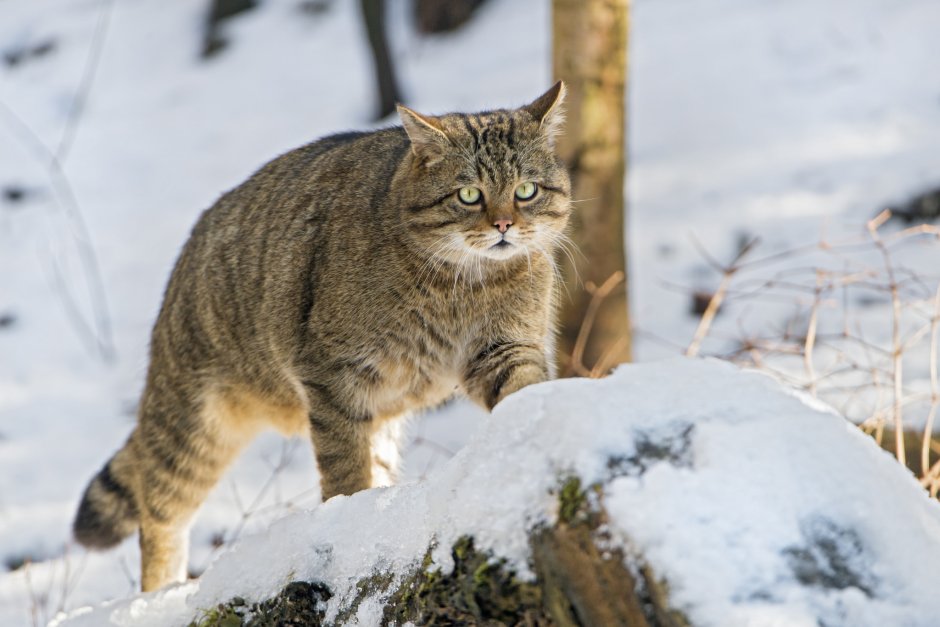 Европейский дикий Лесной кот