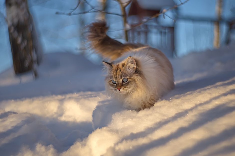 Кошка в снегу