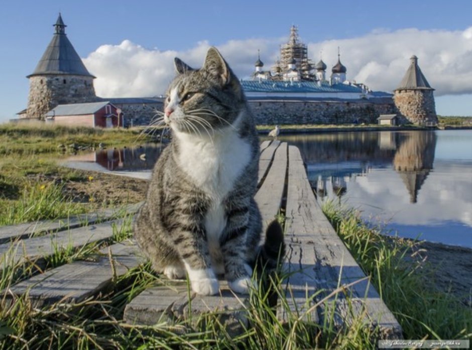 Кот в храме