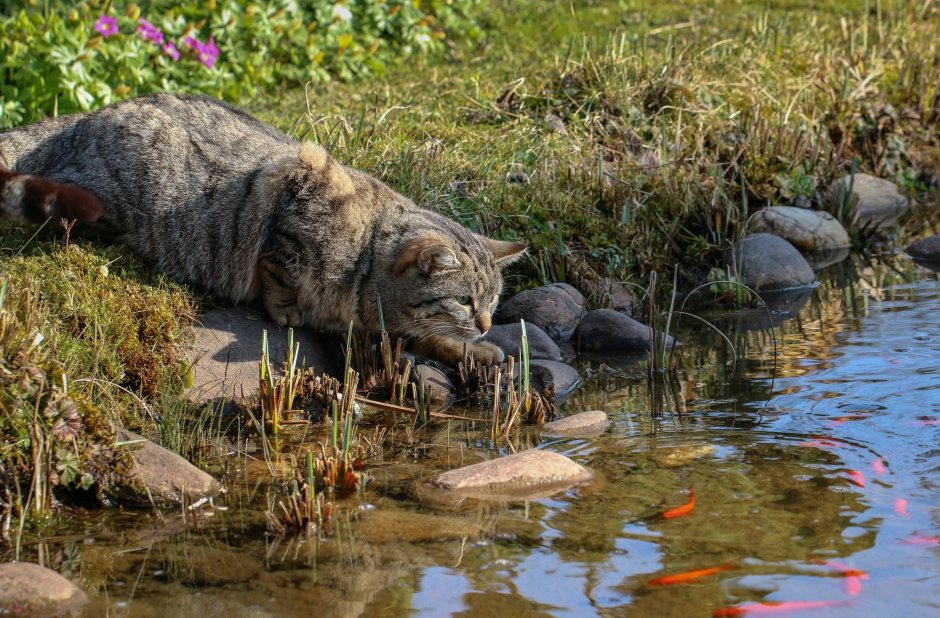 Кот на рыбалке