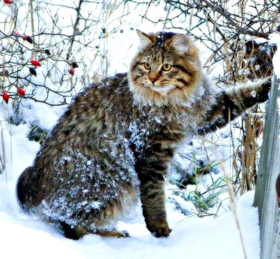 Дикий Курильский Лесной кот