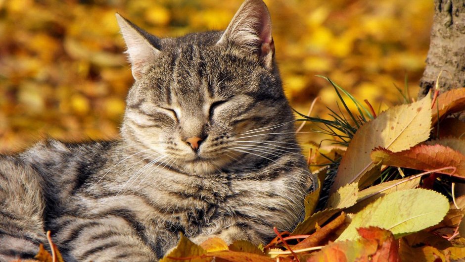 Осенний котик