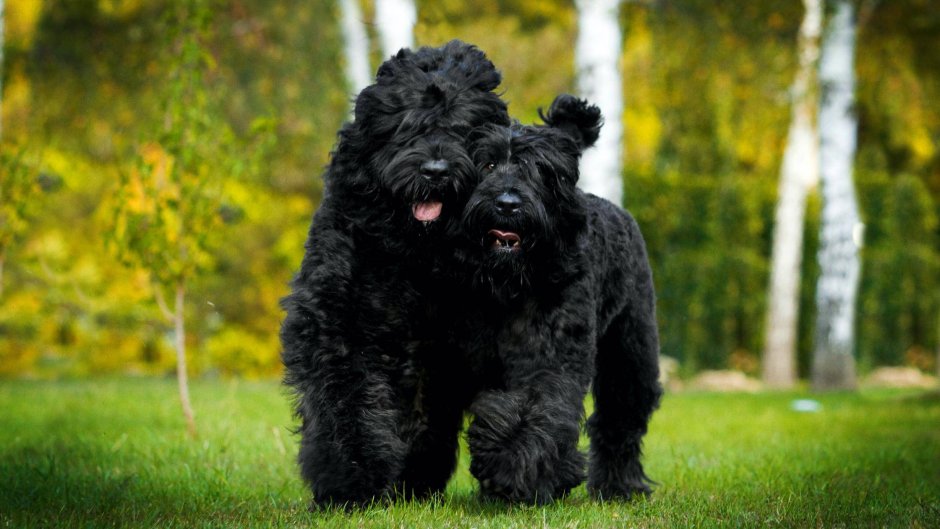 Русский черный терьер Russian Black Terrier