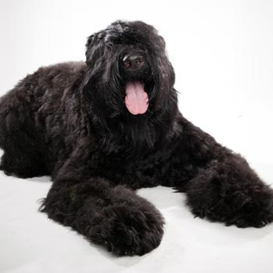 Black Russian Terrier