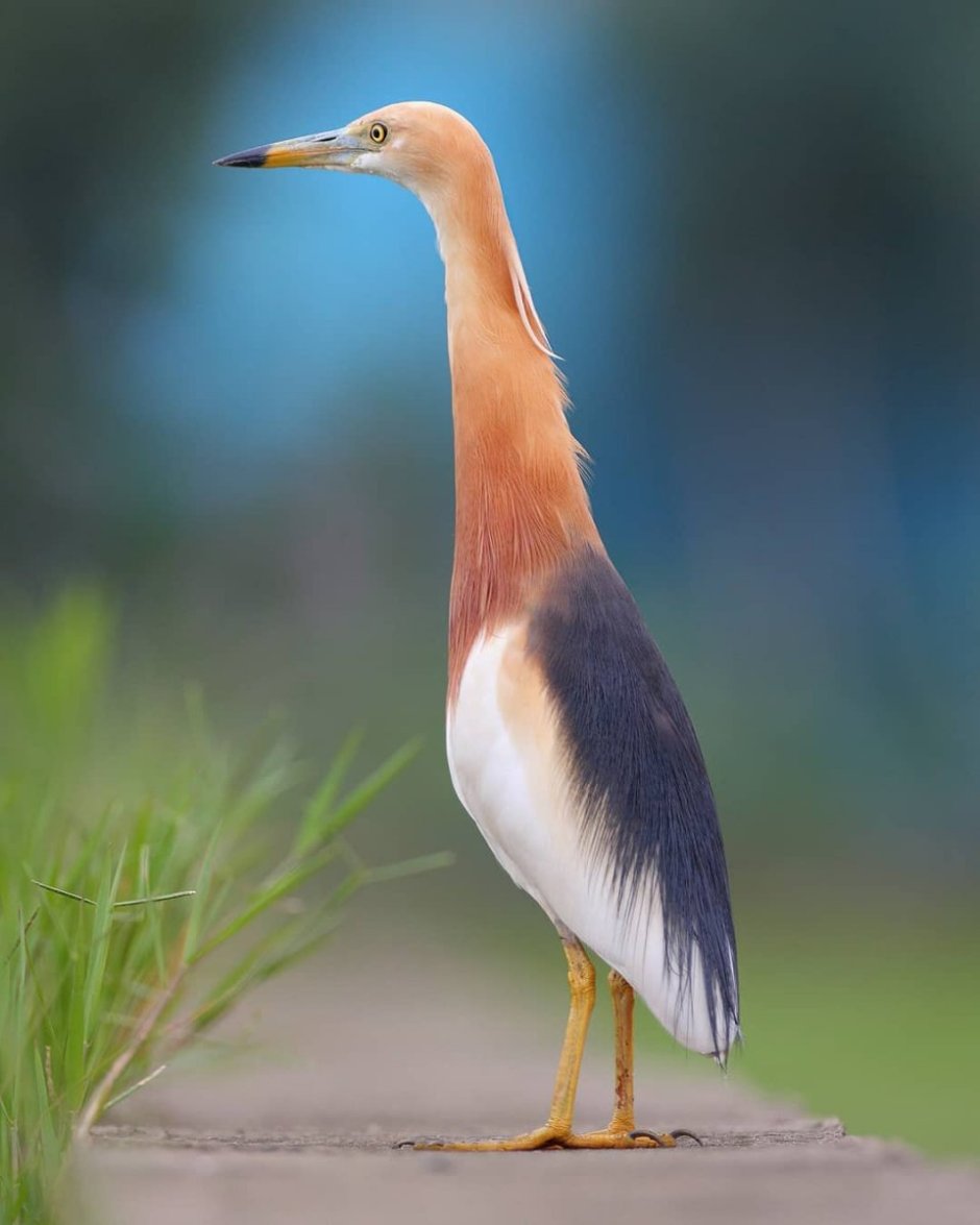 Ardeola ralloides