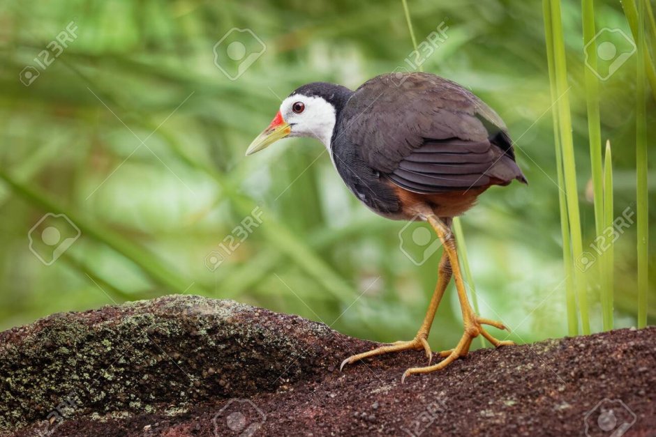 Various Birds