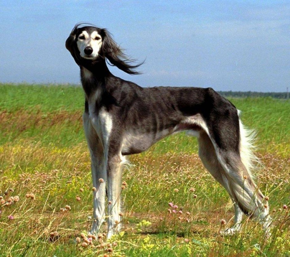 Самые редкие собаки