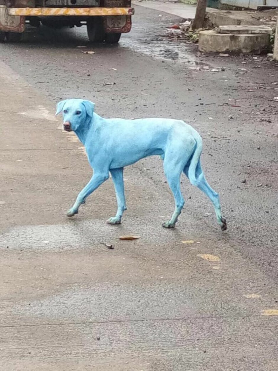 Синяя собака Живая