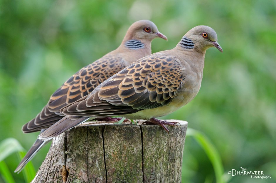 Обыкновенная Горлица (Streptopelia Turtur)