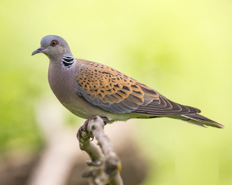 Обыкновенная Горлица (Streptopelia Turtur)