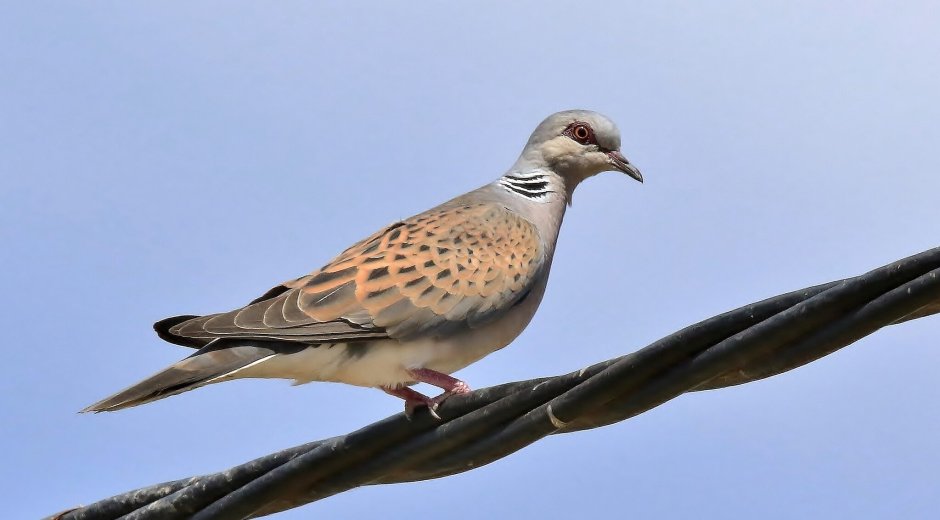 Обыкновенная Горлица (Streptopelia Turtur)