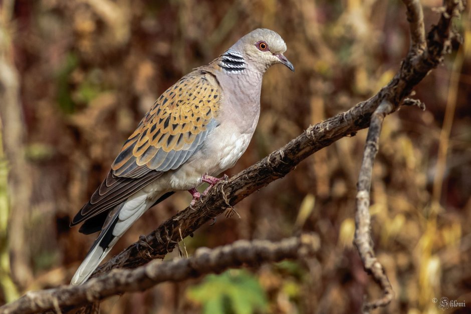 European Turtle dove