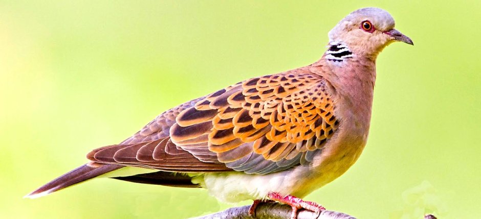 Малая Горлица (Streptopelia senegalensis)