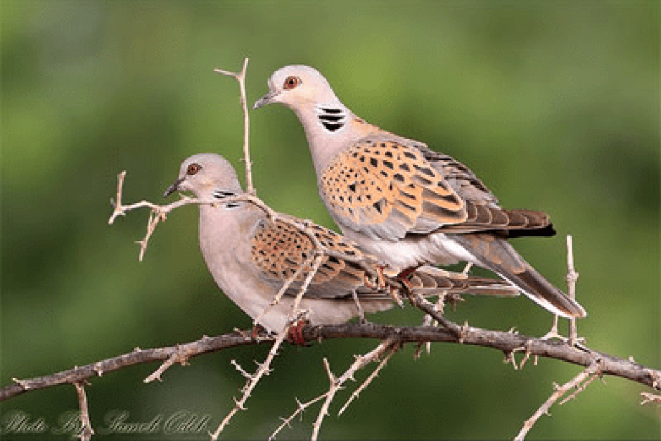 Обыкновенная Горлица (Streptopelia Turtur)