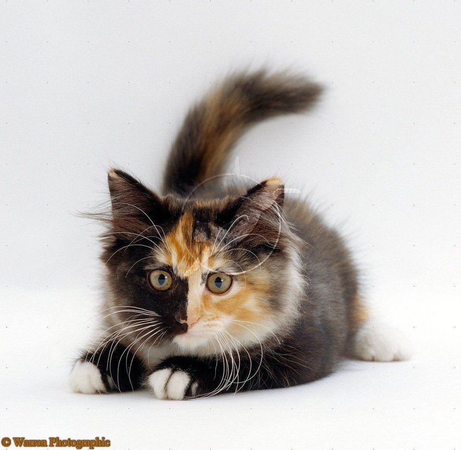 Голубая черепаховая Британская кошка