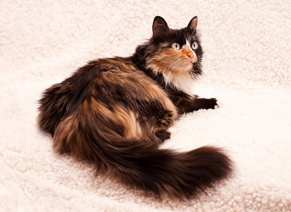 Сибирская черепаховая кошка