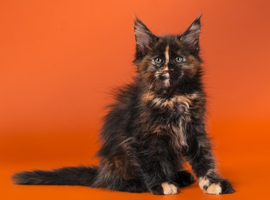 Сибирская кошка черепаховый окрас