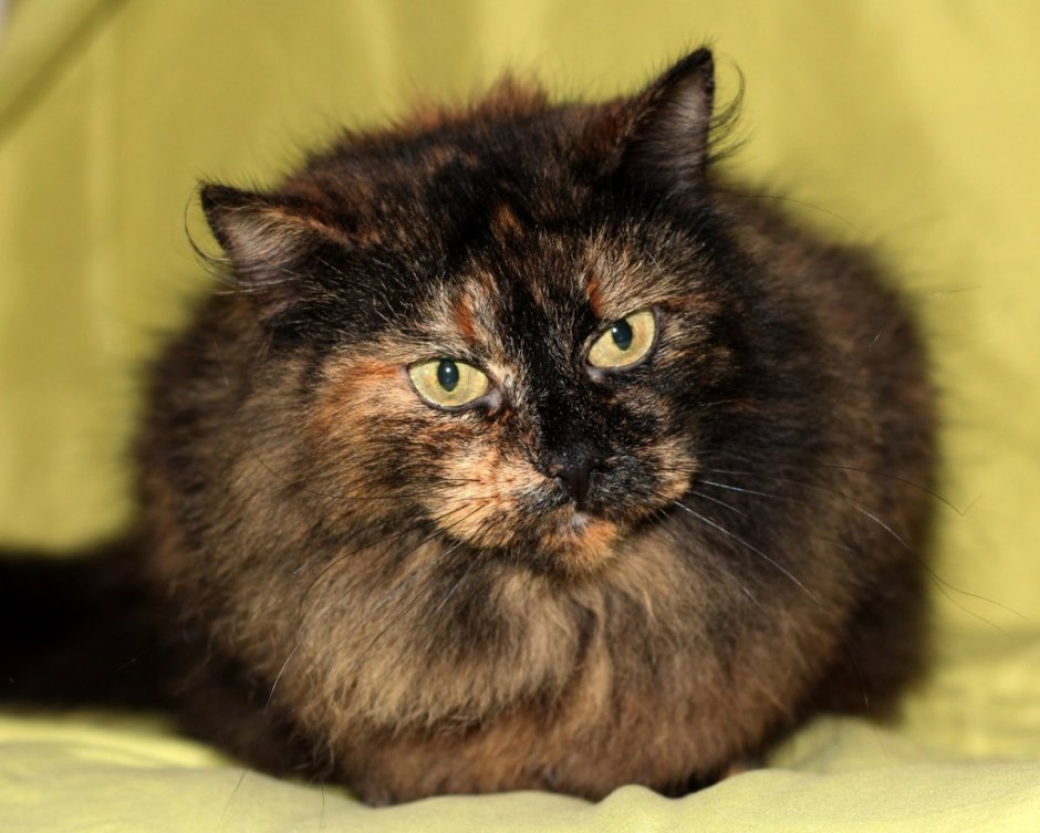 Сибирская черепаховая кошка