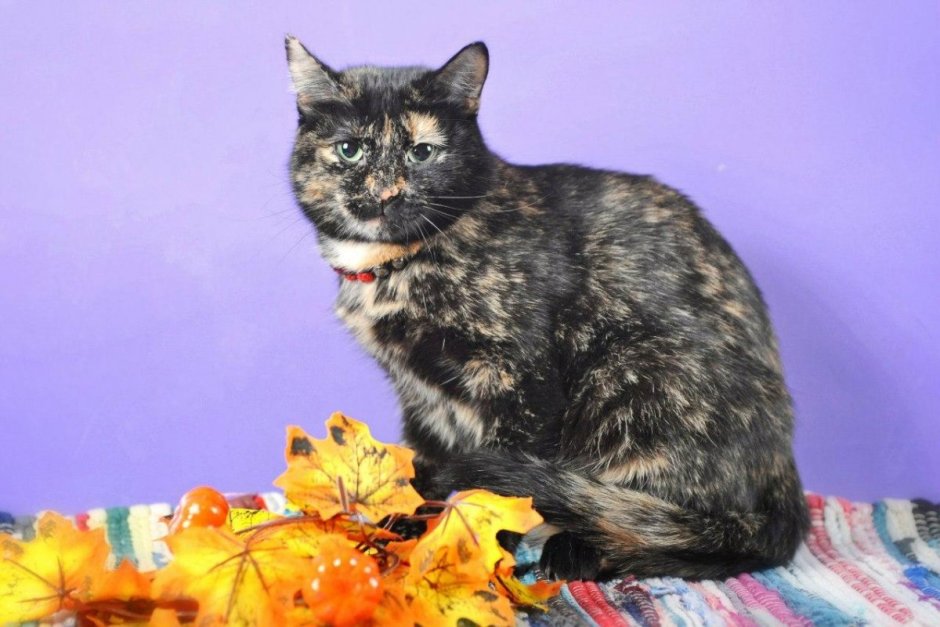 Курильский бобтейл и Сибирская кошка