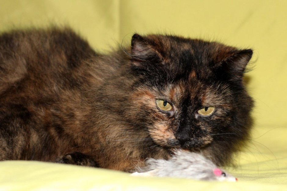 Сибирская черепаховая кошка