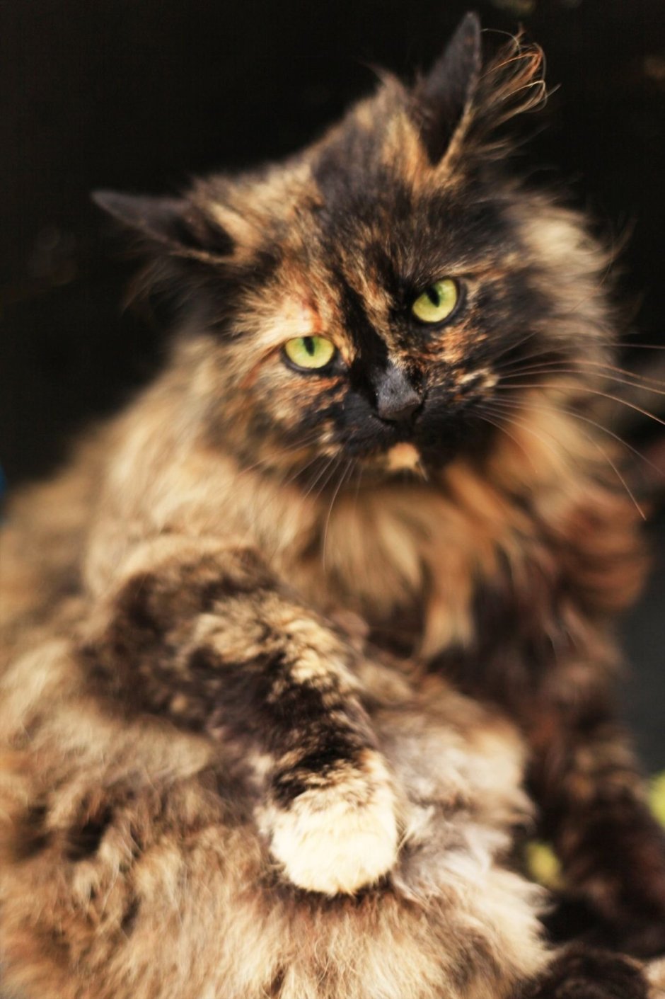 Сибирская кошка трехцветная