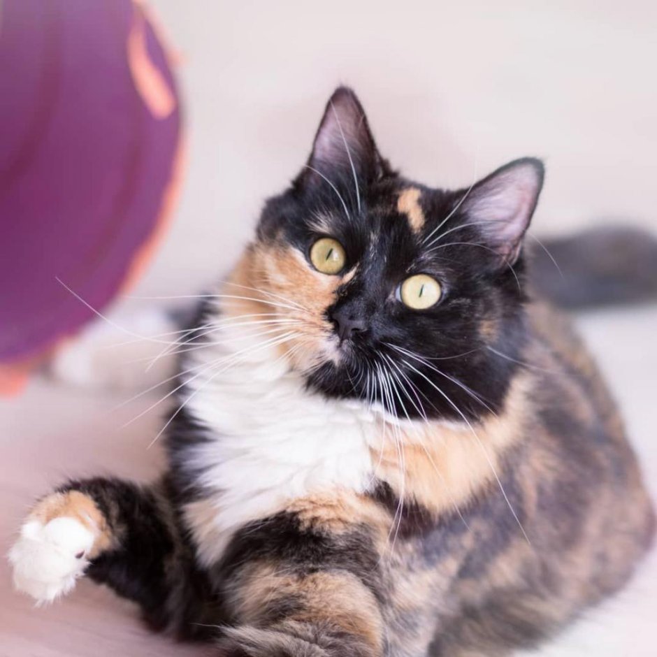 Мейн кун трехцветный котенок