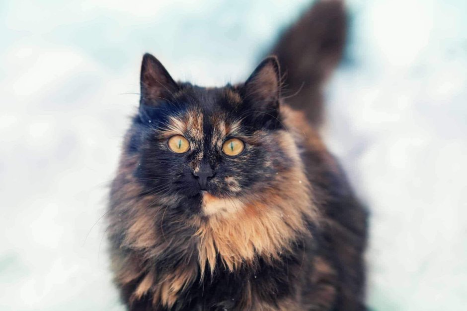 Tortoiseshell Cat порода