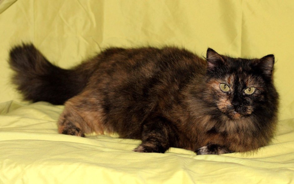 Сибирская кошка черепаховый окрас