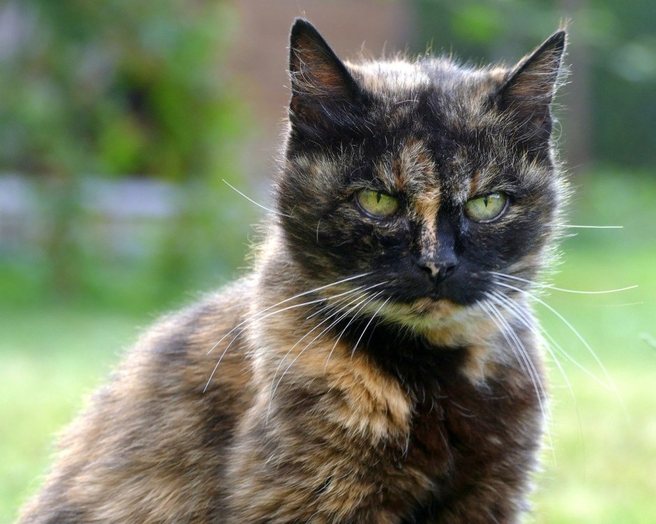 Tortoiseshell Cat порода