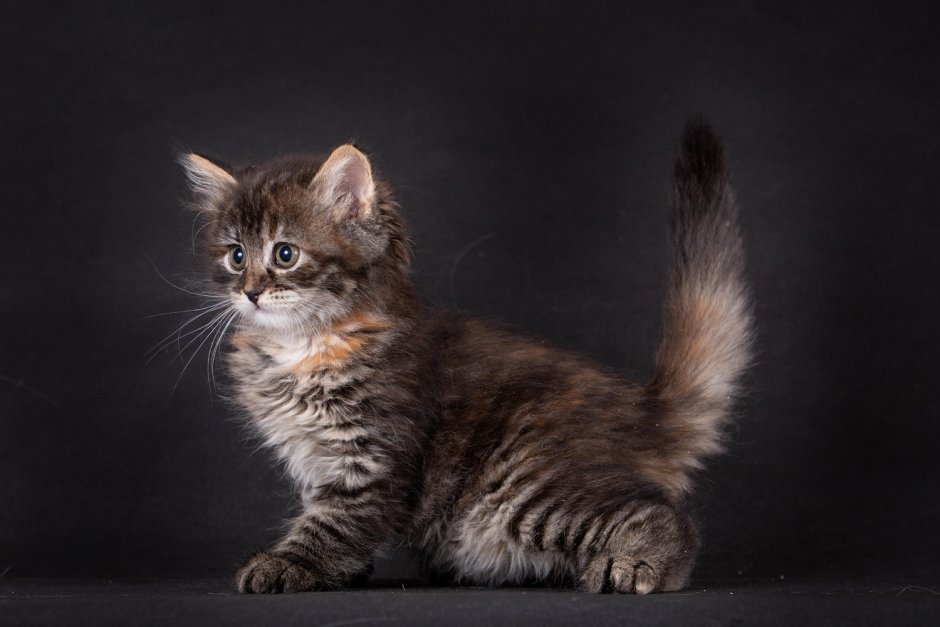 Сибирский черепаховый котенок