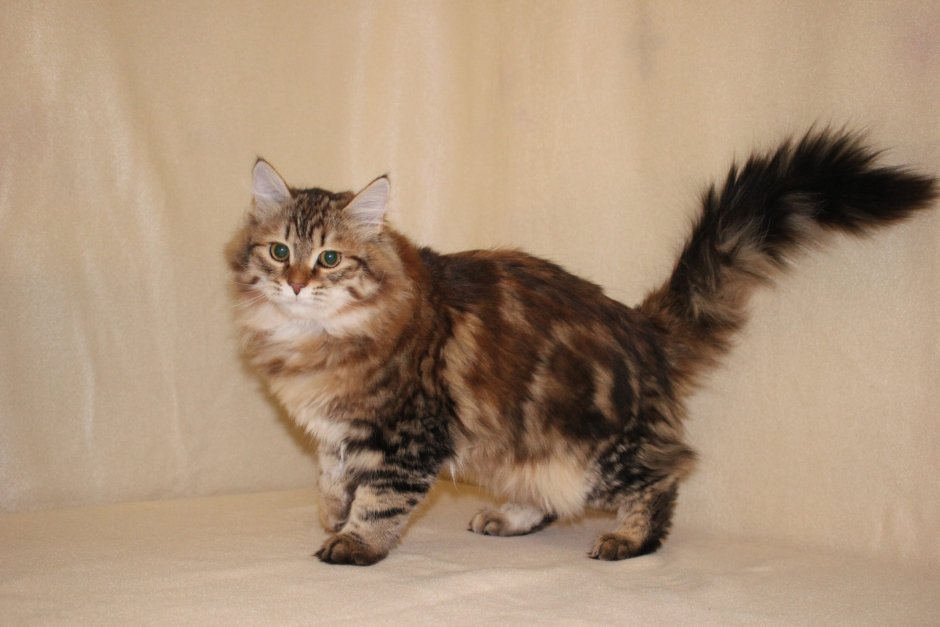 Котенок черепахового окраса