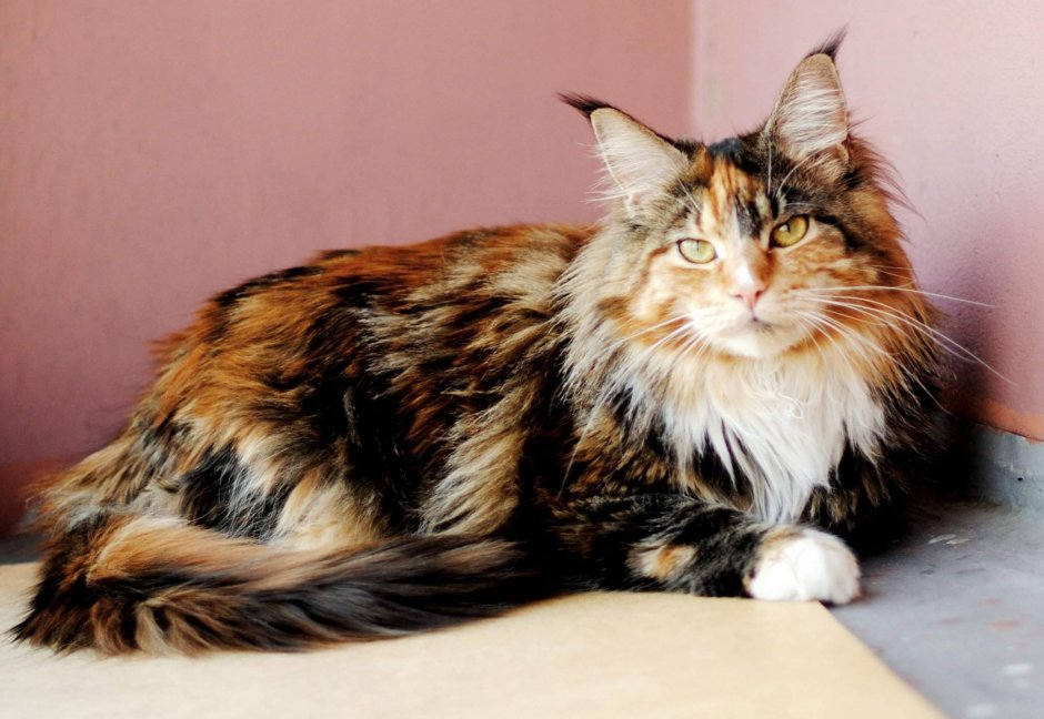 Черепаховый окрас у собак