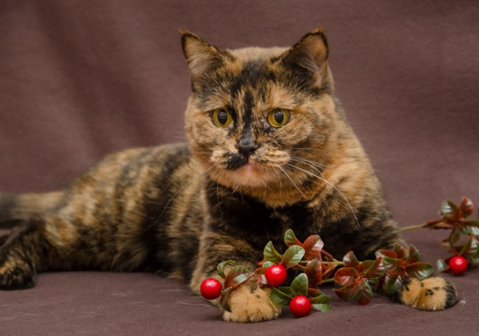 Невская маскарадная черепаховая