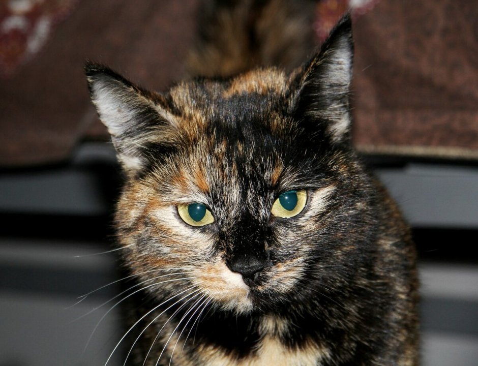 Сибирская кошка черепаховый окрас