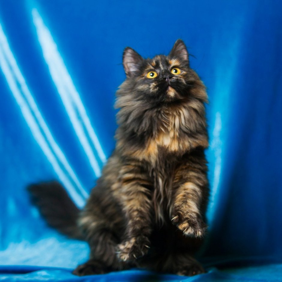 Японский бобтейл черепаховый