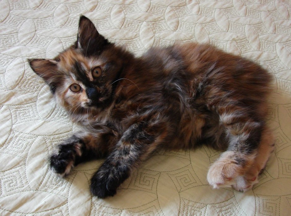 Персидская черепаховая кошка трехцветная