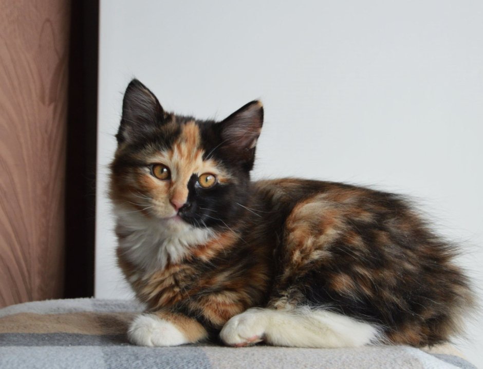 Британская черепаховая кошка