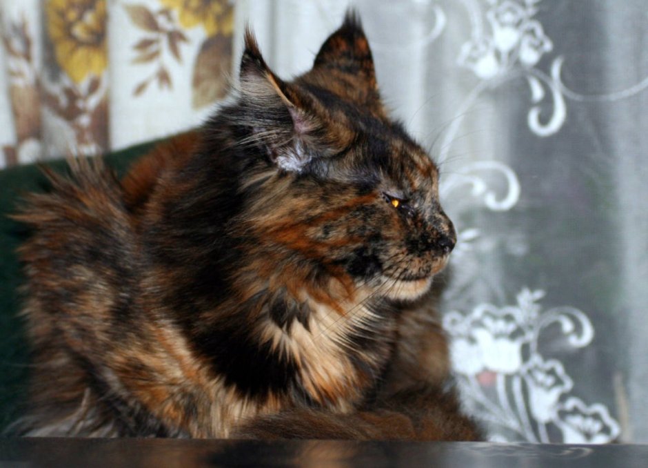 Сибирская Аборигенная порода кошек