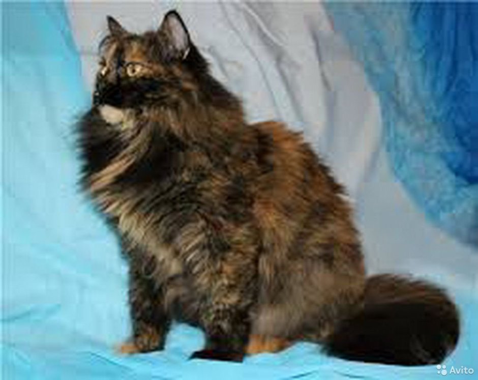 Кошка Персидская черепаховая на белом фоне