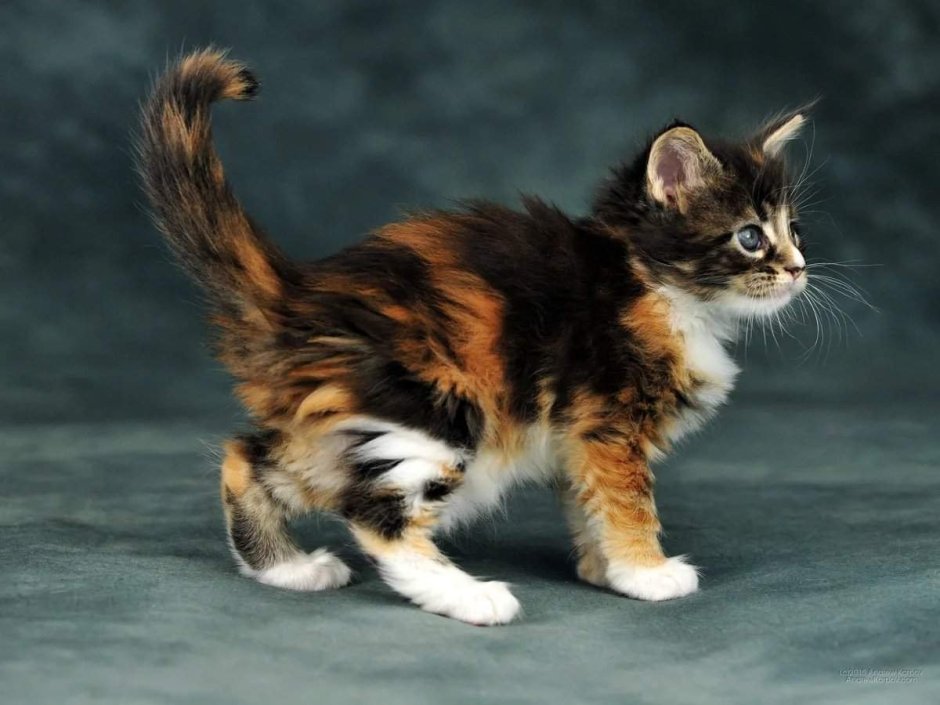 Калико табби окрас кошки