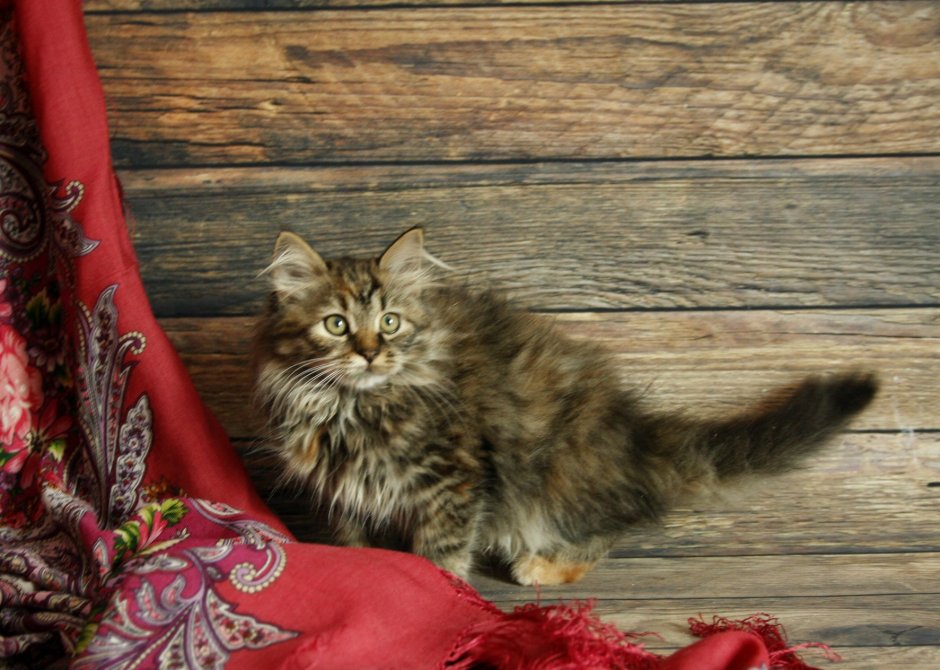 Черепаховая Калико