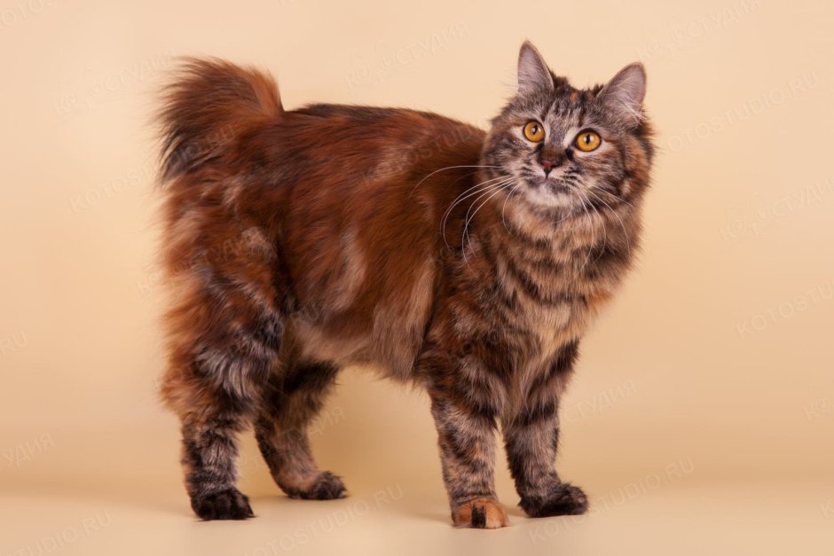 Черепаховый кот Мейн кун