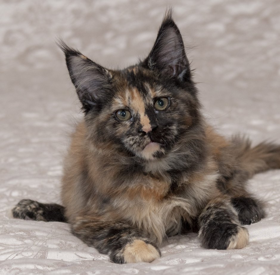 Lilac and Cream, Classic Tortoiseshell