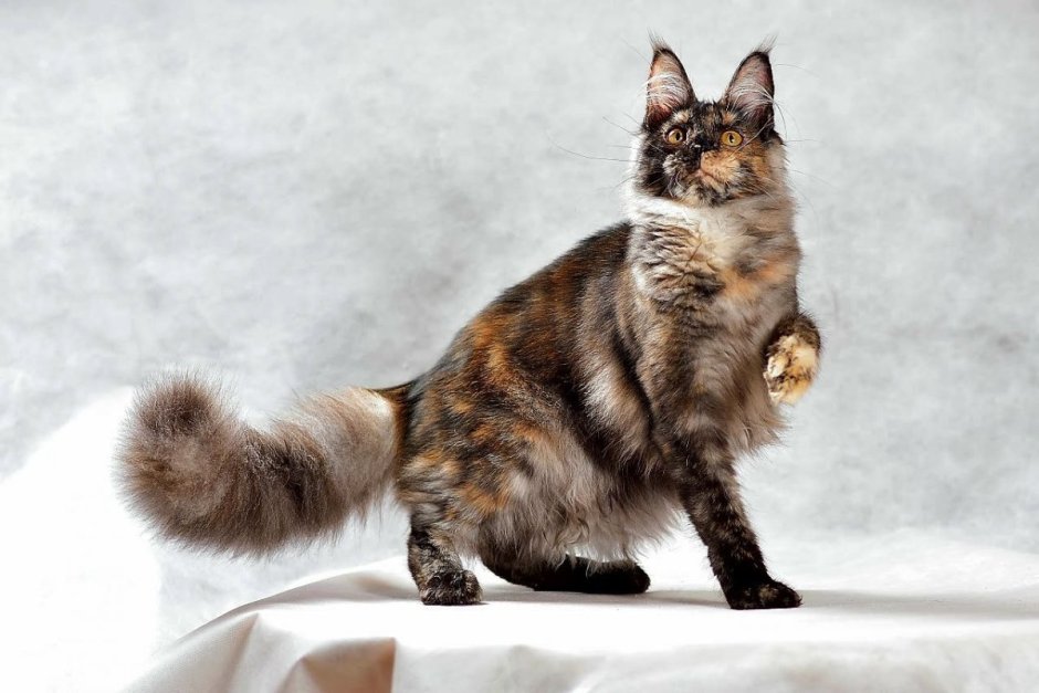 Сибирская черепаховая кошка