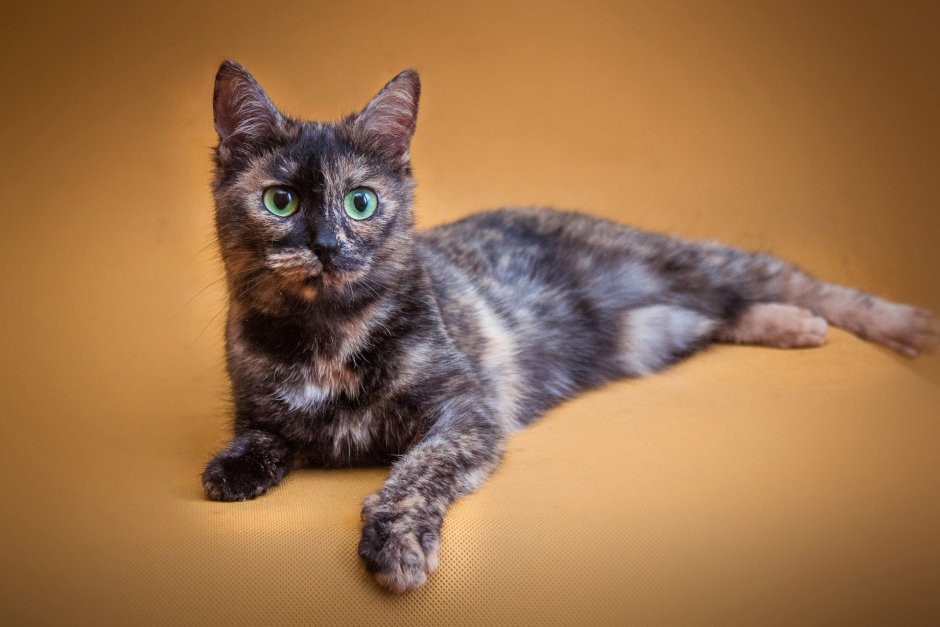 Сибирская трехшерстная кошка