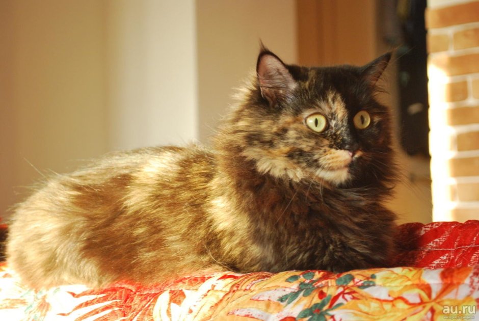 Европейская короткошерстная черепаховая