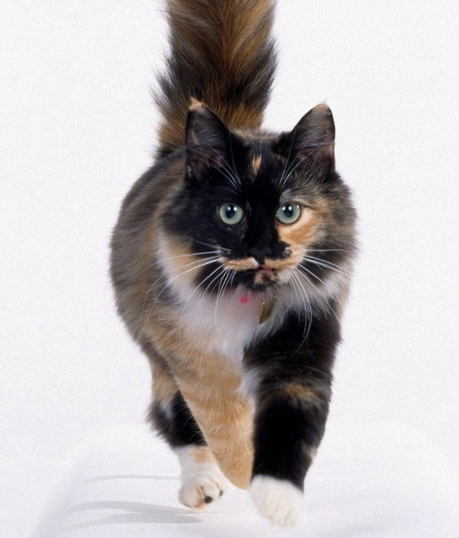 Черепаховая кошка на белом фоне